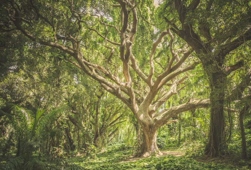 El árbol que no sabía quién era